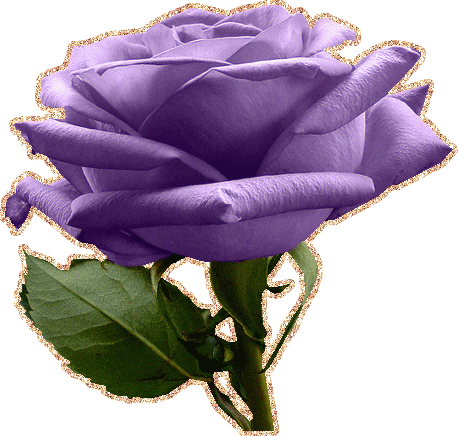 Открытки с фиолетовыми розами скачать бесплатно. Открытки с фиолетовыми розами онлайн.