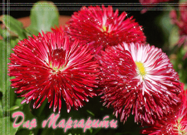 Открытки с именем Маргарита скачать бесплатно. Открытки с именем Маргарита gif.
