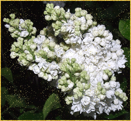 Открытки с белой сиренью анимационные. Открытки с белой сиренью gif.