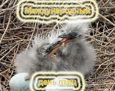 Открытки с днём птиц скачать бесплатно. Открытки с днём птиц с анимациями.