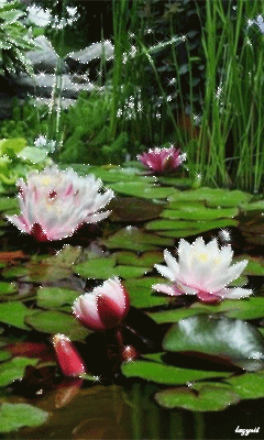 Открытки с водяными лилиями скачать бесплатно. Открытки с водяными лилиями он...