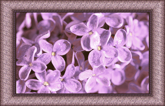 Открытки с розовой сиренью скачать бесплатно. Открытки с розовой сиренью онлайн.