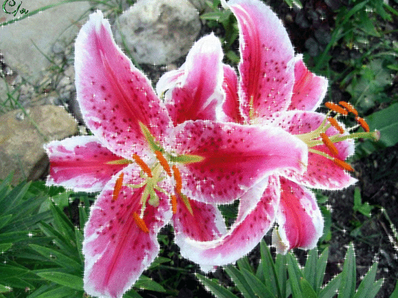 Открытки с лилейниками анимационные. Открытки с лилейниками gif.