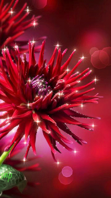 Открытки с хризантемами скачать бесплатно. Открытки с хризантемами онлайн.