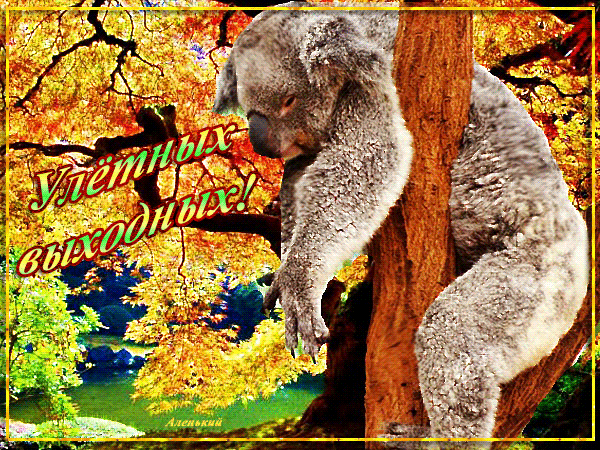 Открытки с коалой скачать бесплатно. Открытки с коалой gif.
