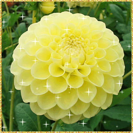 Открытки с георгинами скачать бесплатно. Открытки с георгинами онлайн.