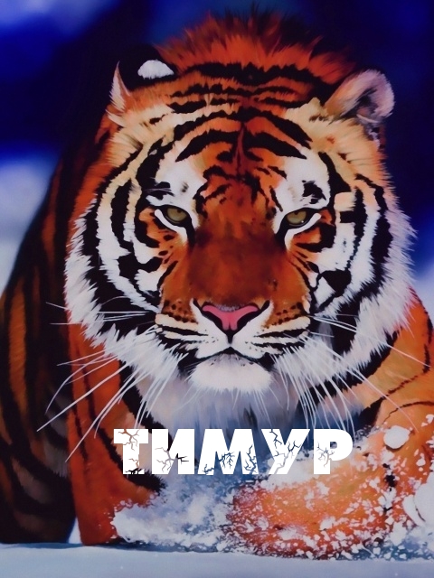 Открытки с именем Тимур скачать бесплатно. Анимационные открытки с именем Тимур.