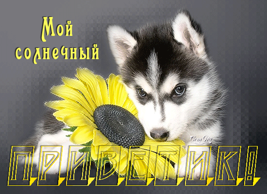 Анимационные открытки с собаками. Скачать бесплатно открытки с собаками.