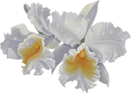 Открытки с белыми орхидеями скачать. Открытки с белыми орхидеями бесплатно он...