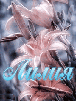 Анимационные открытки с именем Лилия. Открытки с именем Лилия скачать бесплатно.
