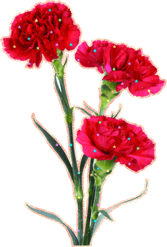 Открытки с гвоздиками скачать. Открытки с гвоздиками онлайн.