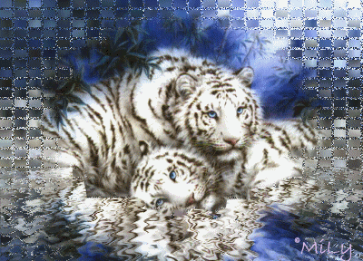 Открытки с белым тигром скачать. Открытки с белым тигром бесплатно.
