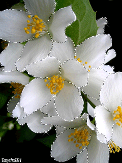 Открытки с цветами жасмина скачать. Открытки с цветами жасмина анимационные.