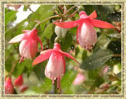 Анимационные открытки с фуксией. Открытки с фуксией скачать бесплатно.