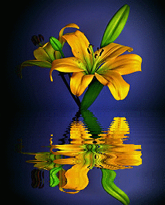 Открытки с желтыми лилиями gif. Открытки с желтыми лилиями скачать.
