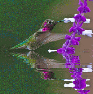 Открытки с колибри скачать бесплатно. Открытки с колибри онлайн.