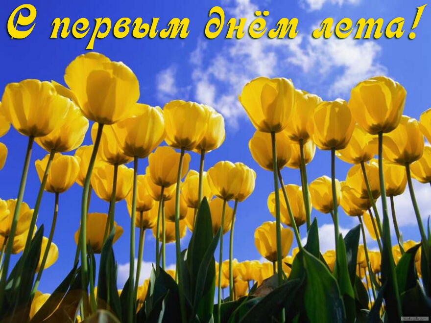 Открытки с первым днём лета скачать. Открытки с первым днём лета бесплатно.