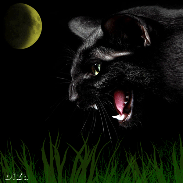 Открытки с пантерой скачать бесплатно. Открытки с пантерой gif.