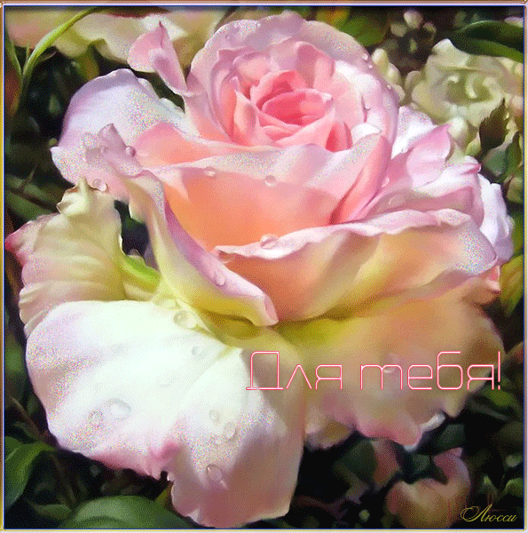 Открытки с чайной розой скачать бесплатно. Открытки с чайной розой онлайн.