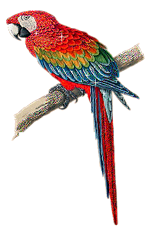 Открытки с попугаями скачать. Открытки с попугаями бесплатно.