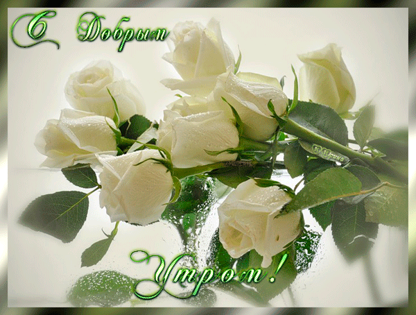 Открытки с белыми розами скачать бесплатно. Открытки с белыми розами онлайн.