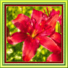 Открытки с красной лилией скачать. Анимационные открытки с красной лилией. 