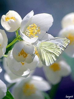 Открытки с фрезиями gif. Открытки с фрезиями скачать бесплатно.