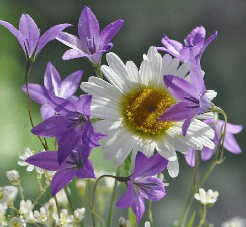 Открытки с колокольчиками онлайн бесплатно. Открытки с колокольчиками анимаци...