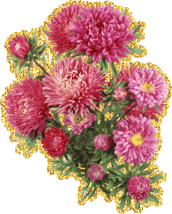 Открытки с астрами скачать бесплатно. Открытки с астрами онлайн.