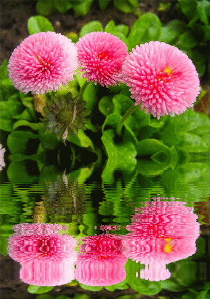 Открытки с маргаритками скачать бесплатно. Открытки с маргаритками онлайн.