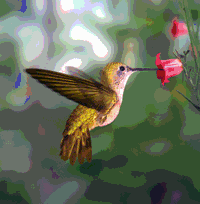 Открытки с колибри скачать бесплатно. Открытки с колибри онлайн.
