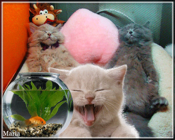 Открытки с кошками скачать бесплатно. Анимационные открытки с кошками.