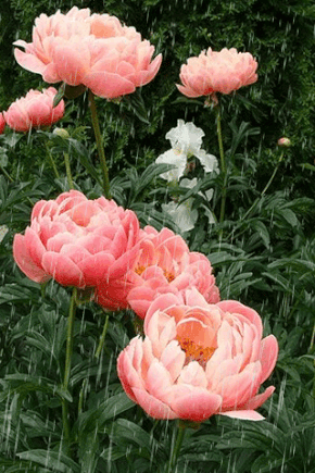 Открытки с пионами в саду скачать бесплатно. Открытки с пионами в саду онлайн.