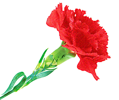 Открытки с гвоздиками скачать. Открытки с гвоздиками онлайн.