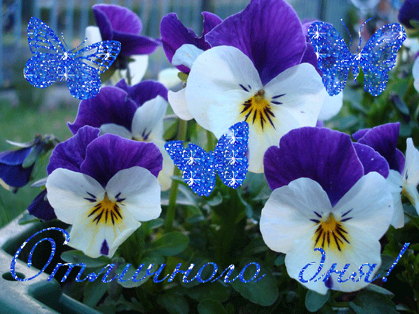 Открытки с разноцветными анютиными глазками скачать бесплатно.