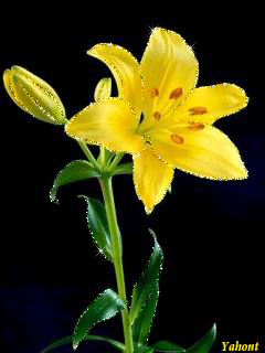 Открытки с желтыми лилиями gif. Открытки с желтыми лилиями скачать.