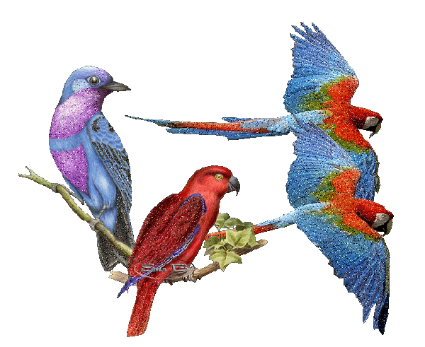 Открытки с попугаями скачать. Открытки с попугаями бесплатно.