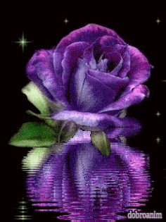 Открытки с фиолетовыми розами скачать бесплатно. Открытки с фиолетовыми розам...