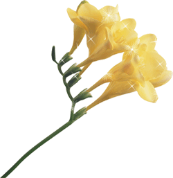 Открытки с фрезиями gif. Открытки с фрезиями скачать бесплатно.