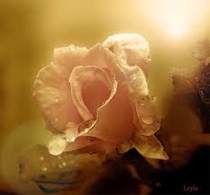 Открытки с чайной розой скачать бесплатно. Открытки с чайной розой онлайн.