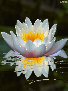 Открытки с водяными лилиями скачать бесплатно. Открытки с водяными лилиями он...