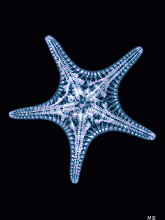 Открытки с морскими звездами анимационные. Открытки с морскими звездами gif.