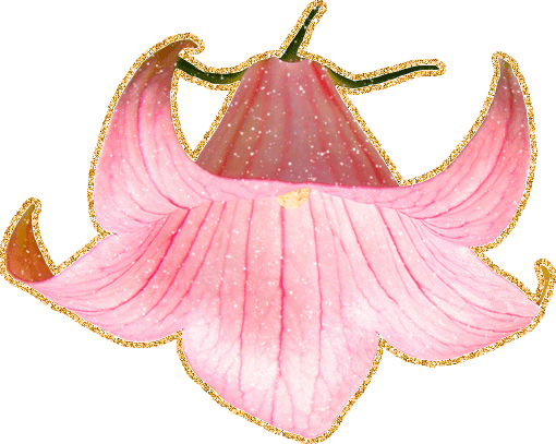 Открытки с розовыми лилиями скачать бесплатно. Открытки с розовыми лилиями ан...