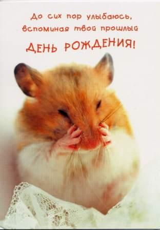 Скачать бесплатно открытки с хомяками. Открытки с хомяками gif.