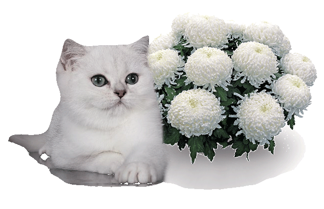 Открытки с белыми хризантемами анимационные. Открытки с белыми хризантемами gif.