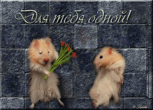 С днем рождения хомяк картинки