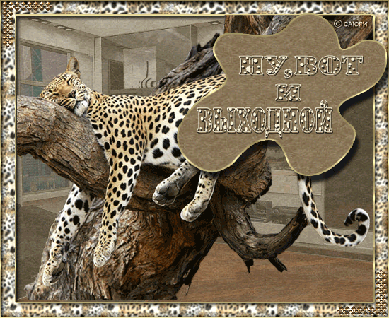 Открытки с леопардом скачать. Открытки с леопардом бесплатно.