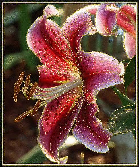 Открытки с лилейниками анимационные. Открытки с лилейниками gif.