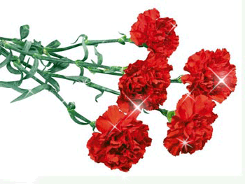 Открытки с гвоздиками скачать. Открытки с гвоздиками онлайн.