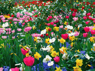 Открытки с бабочками с анимациями. Открытки с бабочками gif.